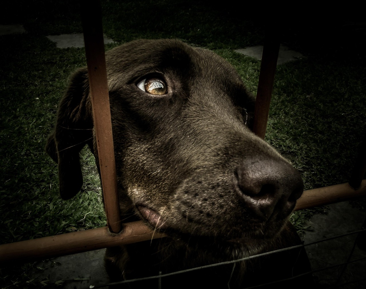 Compassionate Rescue Center