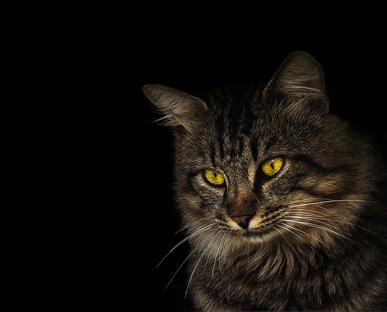 Contact us - кошка, кот, животное, feline, pet, сад, animal реклама, рекламная пауза, cat photo, реклама животных, мило, природа, фото кота, социальная сеть, тайна