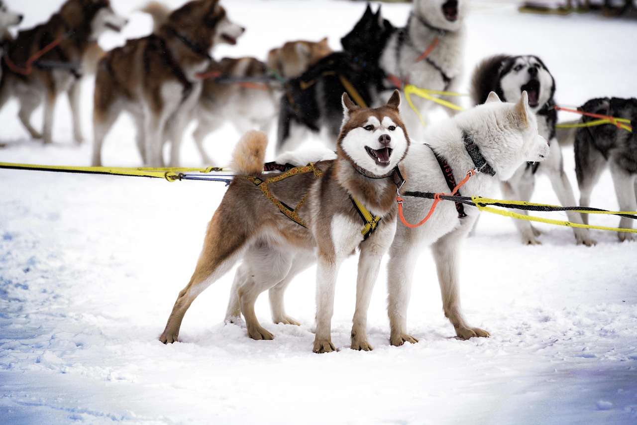Our location - husky, dog, природа, pet, harness, animal